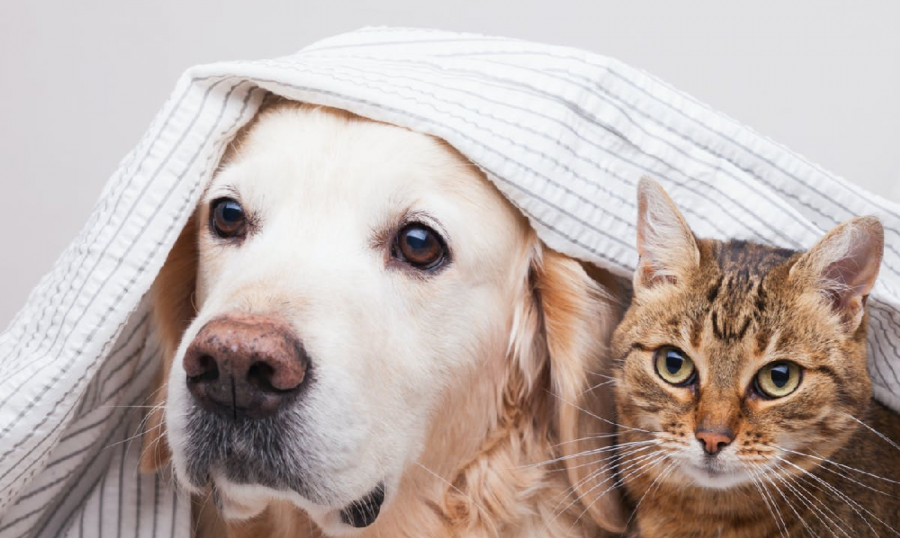 انتشار مرض خطير بالأردن بين مربي الكلاب والقطط