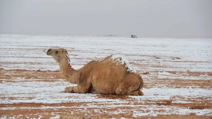 بالفيديو ـ الثلوج تغطي رمال السعودية!