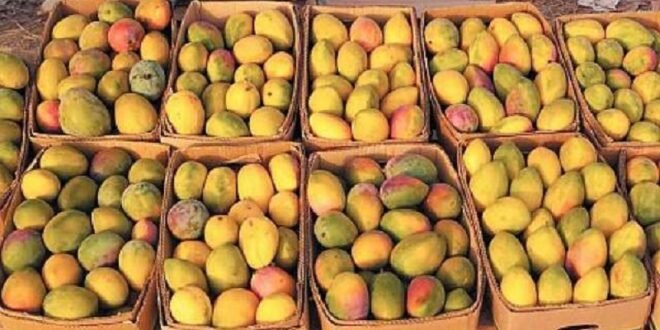 ضبط 12 طناً من فاكهة المانغا المهرّبة من اليمن إلى لبنان!