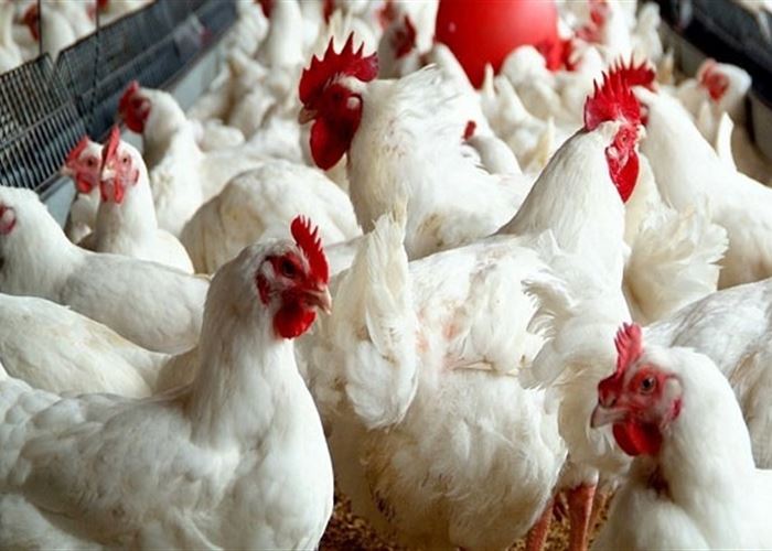 إزعاج صباحي.. بلدية لبنانية تحظر تربية الديوك!