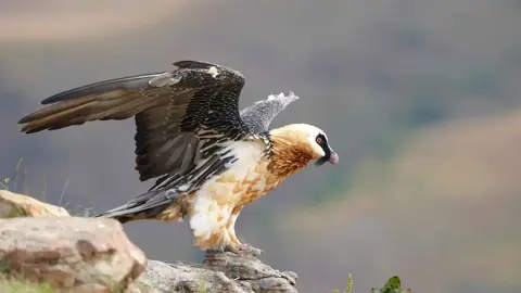 بالصّور ـ عمره 675 عامًا.. ٳكتشاف حذاء أثري داخل عش نسر!