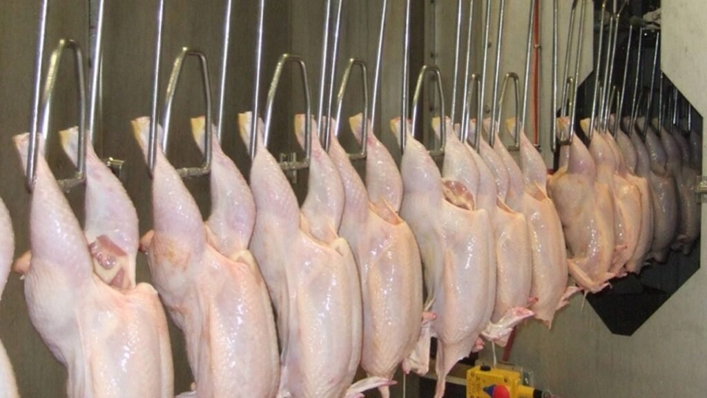 بعد مداهمتها.. “الأمن” يختم مسالخ دجاج في الناعمة بالشمع الأحمر!