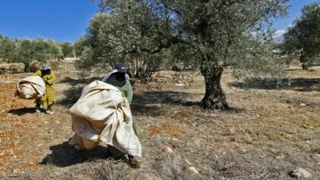 في الجنوب: قوّة إسرائيليّة تمنع مزارعين من قطف الزيتون!