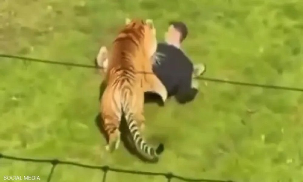 بالفيديو- دخل حظيرة النمور.. وهذا ما حلّ به!